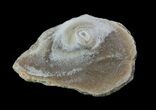 Fossil Pearl - Smoky Hill Chalk, Kansas #64147-1